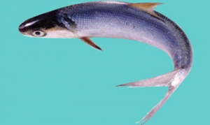 乌头鱼 黄豆酱焖乌头鱼、洋葱烧乌头鱼