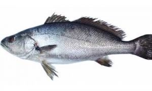 鮸鱼 鮸鱼胶冻、油浸咸鱼、家烧鮸鱼、红烧鮸鱼