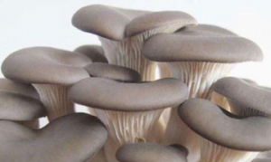 平菇 双菇烩鱼丸 锅包蘑菇 平菇拌面 辣炒平菇