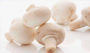 双孢蘑菇 双孢菇炒五花肉 鸭肉炒双孢蘑菇