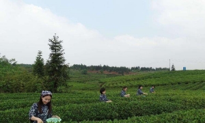 岳阳洞庭春茶