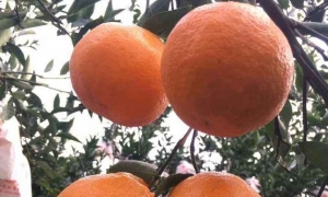 临湘无核桃柑