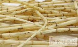 白茅根 竹芋茅根汤 霸王花茅根汤 老北京酸梅汤