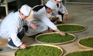 岳阳黄茶