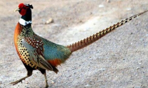 山鸡 炖山鸡、姬松茸山药鸡汤、党参北芪炖山鸡、山鸡炖清补凉 ... ...