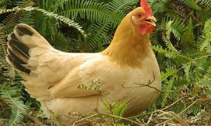 三黄鸡 垮炖三黄鸡、咖喱三黄鸡、海南鸡饭、吊炉烤鸡、三杯鸡、大盘鸡 ... ...