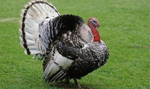 火鸡 圣诞烤鸡、烤火鸡、正宗美式烤火鸡、橄榄香风情烤火鸡 ... ...