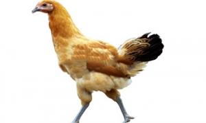 仔鸡 茶香鸡、榴莲鸡煲、重庆辣子鸡、鲜美鸡汤、凉拌仔鸡