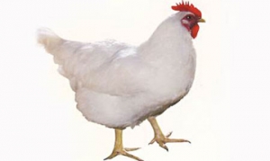 肉鸡 清炖鸡、土豆咖喱鸡块、烤鸡及蔬菜、圣诞多彩烤鸡、黄焖鸡 ... ...