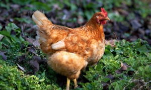 土鸡 三杯鸡、香辣口水鸡、芳香烤鸡、沙虫排骨土鸡汤、农家炖土鸡 ... ...