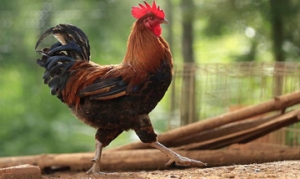 春鸡 法式红酒炖春鸡、竹笼花雕鸡