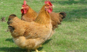 文昌鸡 小鸡炖蘑菇、黄焖鸡、花菇蚝豉焖鸡、砂锅焗鸡、椰子鸡 ... ...