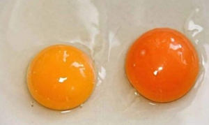 蛋黄 蛋黄派、美味苹果酱派、椰蓉辫子小面包、咸蛋黄肉松蛋糕卷 ... ...