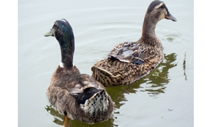 整鸭 酱鸭、脆皮烤鸭、桂花鸭、本帮香酥鸭、湘西土匪鸭、糯米八宝鸭 ... ...