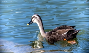 水鸭 山黄皮焖水鸭、水鸭花旗参汤、虫草花水鸭汤、冬瓜水鸭汤 ... ...