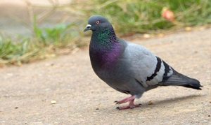 老鸽虫草汤、山药鸽子汤、黄芪淮山桂圆炖鸽子、花胶鸽子汤 ...