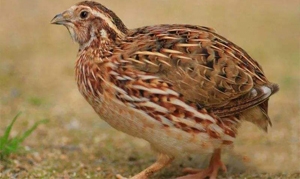 鹌鹑 虫草花鹌鹑汤、蜜汁烤鹌鹑、烤鹌鹑、杂蔬炖鹌鹑、香煎鹌鹑 ...