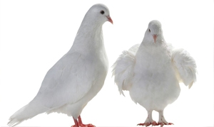 乳鸽 烤乳鸽、脆皮乳鸽、营养乳鸽汤、山药鸽子汤、虫草花蒸乳鸽 ...