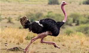 鸵鸟 鸵鸟肉小笼灌汤包、鸵鸟肉蒲公英馅水饺、鸵鸟肉炒青椒 ... ...