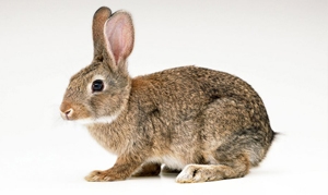 兔肉 酸菜碎米兔、香辣兔、黑豆桂圆兔肉汤、土豆炖兔肉