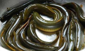 泥鳅 泥鳅烧腌菜、鸡蛋炖泥鳅、泥鳅炖豆腐