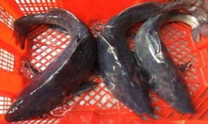乌江鱼 番茄鱼丸汤、秘汁乌江鱼、酸辣乌江鱼