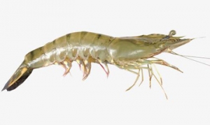 虾 芦笋炒虾仁、蒜蓉开背虾、鲜虾黄金盏