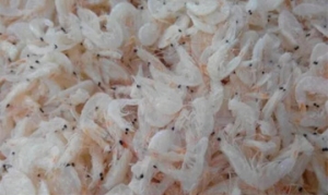 虾皮 虾皮芹菜、虾皮洋葱、迷你黄金韭菜夹