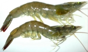 白虾 银湖蒸虾、椒盐白虾、白灼虾、油爆虾