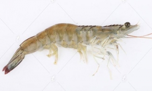 基围虾 麻辣干锅虾、茄汁开背虾、椰汁玉米虾仁