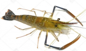 河虾 脆香花生河虾、虾仁青菜饺子、炸河虾段