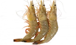 对虾 蒜蓉蒸虾、迷迭香芝士烤对虾、芝麻对虾