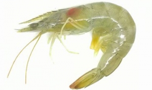 北极虾 香蒜北极虾、金沙玉米虾、盐酥北极虾