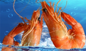 海虾 泰式咖喱虾、蒜蓉烤虾、煎烤多味虾