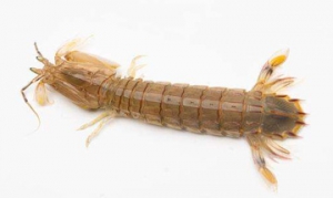 皮皮虾 蒜香皮皮虾、麻辣虾爬子、椒盐皮皮虾