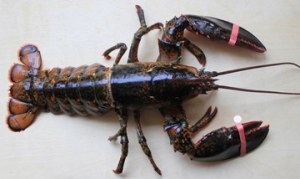 龙虾 美式大龙虾、芝士焗龙虾、蒜香龙虾