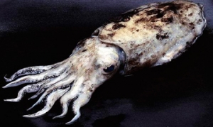 墨鱼 白灼墨鱼 酱香墨鱼 清炒墨鱼 墨鱼龙骨汤