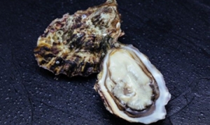 牡蛎 蚝烙 烤海蛎子 牡蛎煎蛋 捞汁牡蛎