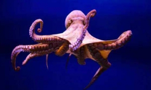 章鱼 爆炒章鱼 红烧章鱼 章鱼饭团 章鱼炒洋葱