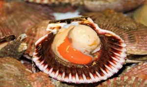 扇贝 剁椒蒸扇贝 焗烤扇贝 清蒸扇贝 原味烤扇贝