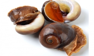 香螺 酱炒香螺 油爆香螺 水煮香螺 酱爆香螺