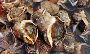 海螺 辣炒海螺 酱爆海螺 温拌海螺 白灼海螺