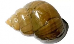 螺蛳 上汤螺蛳 红烧螺蛳 香辣螺蛳 酱爆螺蛳