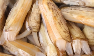 蛏子 双椒蛏子 韭黄炒蛏子 盐焗蛏子 香嫩蛏子