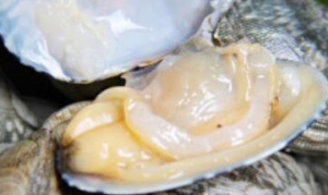 鲜贝 冬瓜仙贝汤 韭菜炒鲜贝 鲜贝寿司