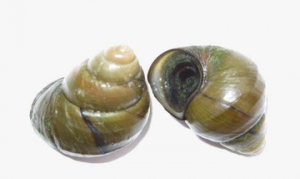 田螺 田螺塞肉 紫苏炒田螺 辣炒田螺