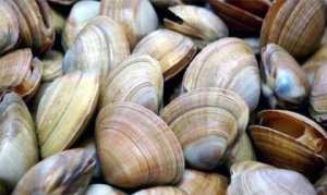 文蛤 爆炒文蛤 炖文蛤 文蛤蒸蛋 文蛤鸡蛋羹