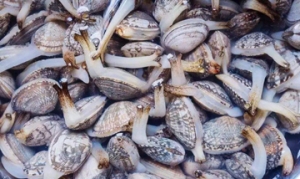 花蛤 绿苏花蛤 酒香花蛤 花蛤炖蛋 烤花蛤