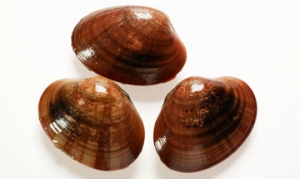 海蚌 海蚌蒸蛋 海鲜火锅 闽南粉仔粿 肚包玉贝蛋