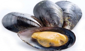 贻贝 法式贻贝 胎贝面 蒜蓉粉丝贻贝  茄汁贻贝